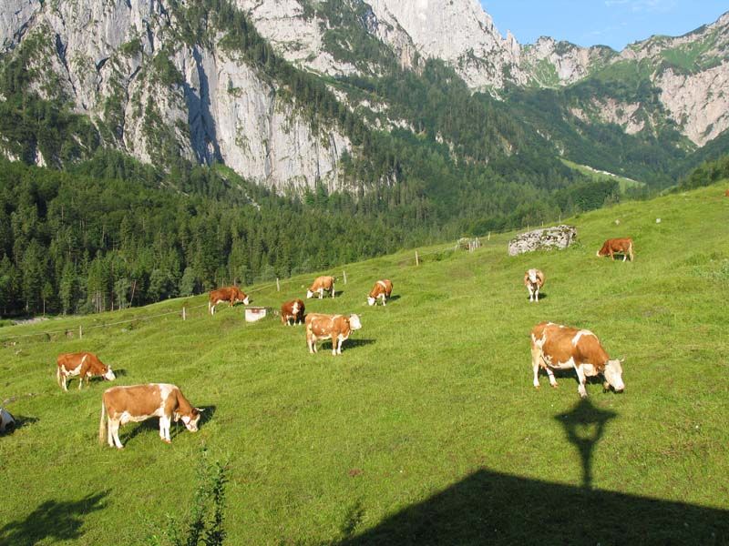 Aussicht Wilder Kaiser